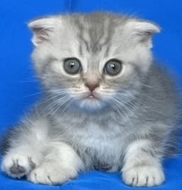 Клепоухи и правоухо късокосмести котенца Scottish Lop-eared, 2 Months - city of Sofia | Cats - снимка 5