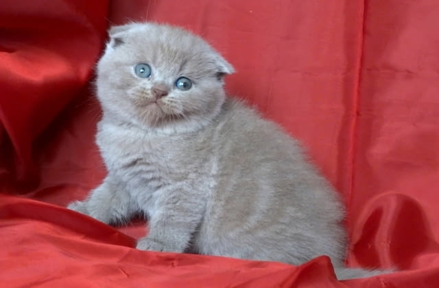 Клепоухи и правоухо късокосмести котенца Scottish Lop-eared, 2 Months - city of Sofia | Cats - снимка 6