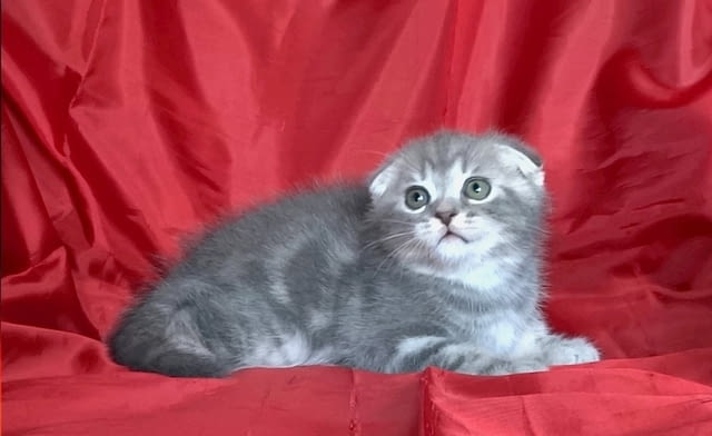 Клепоухи и правоухо късокосмести котенца Scottish Lop-eared, 2 Months - city of Sofia | Cats - снимка 7