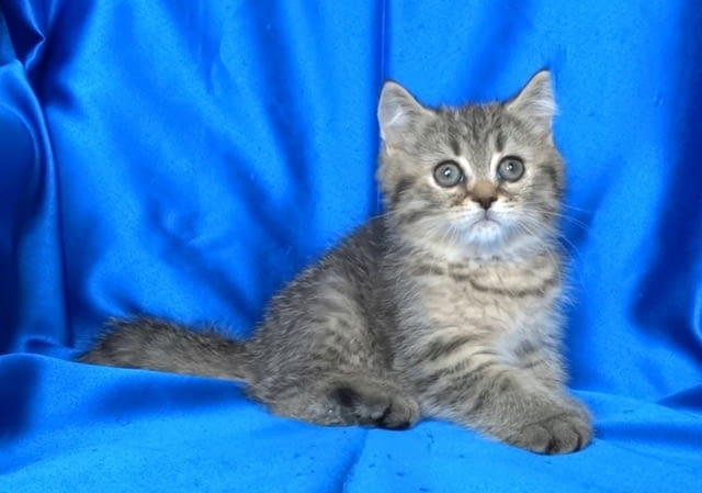 Клепоухи и правоухо късокосмести котенца Scottish Lop-eared, 2 Months - city of Sofia | Cats - снимка 8