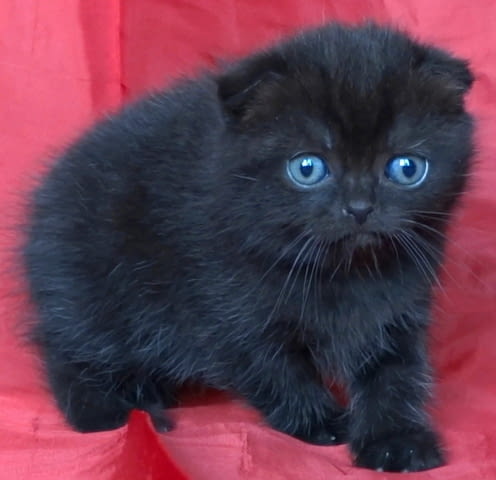 Клепоухи и правоухо късокосмести котенца Scottish Lop-eared, 2 Months - city of Sofia | Cats - снимка 9