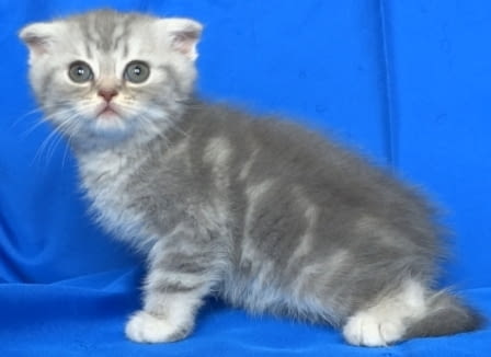 Клепоухи и правоухо късокосмести котенца Scottish Lop-eared, 2 Months - city of Sofia | Cats - снимка 10