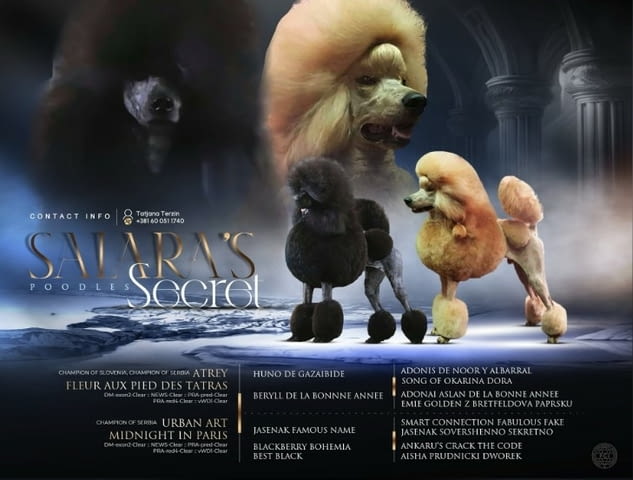 Standard poodle puppies Poodle Pointer, 2 Months, Vaccinated - Yes - city of Dolna Oriahovica | Dogs - снимка 1