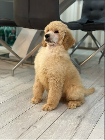 Standard poodle puppies Poodle Pointer, 2 Months, Vaccinated - Yes - city of Dolna Oriahovica | Dogs - снимка 2