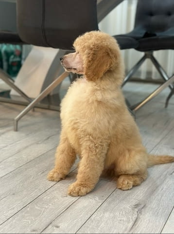 Standard poodle puppies Poodle Pointer, 2 Months, Vaccinated - Yes - city of Dolna Oriahovica | Dogs - снимка 3