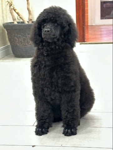 Standard poodle puppies Poodle Pointer, 2 Months, Vaccinated - Yes - city of Dolna Oriahovica | Dogs - снимка 4