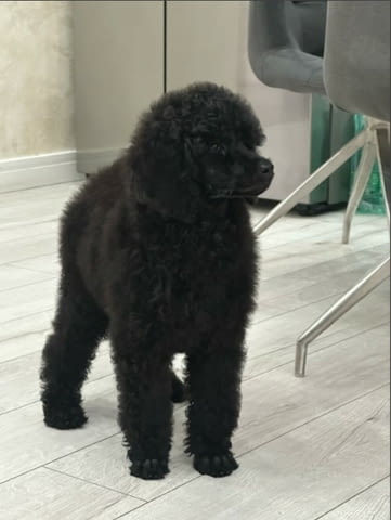 Standard poodle puppies Poodle Pointer, 2 Months, Vaccinated - Yes - city of Dolna Oriahovica | Dogs - снимка 5