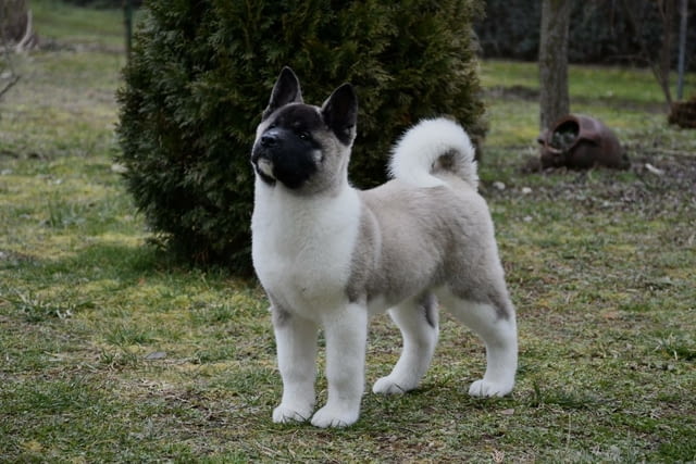 Американска акита кученца Акита, Ваксинирано - Да, Обезпаразитено - Да - град Извън България | Кучета - снимка 2