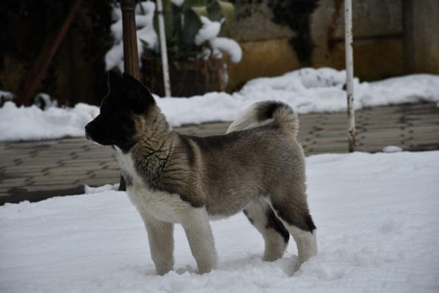 Американска акита кученца Акита, Ваксинирано - Да, Обезпаразитено - Да - град Извън България | Кучета - снимка 4