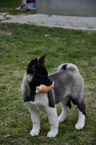 Американска акита кученца Акита, Ваксинирано - Да, Обезпаразитено - Да - град Извън България | Кучета - снимка 5