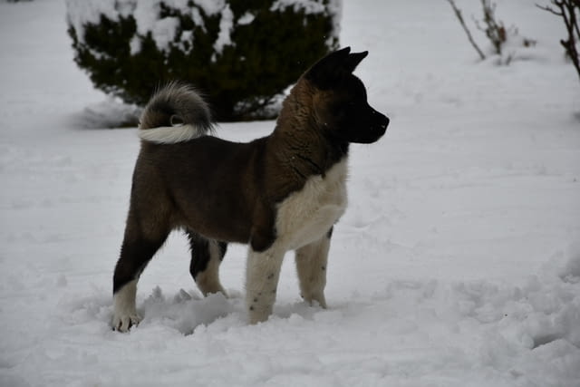 Американска акита кученца Акита, Ваксинирано - Да, Обезпаразитено - Да - град Извън България | Кучета - снимка 7