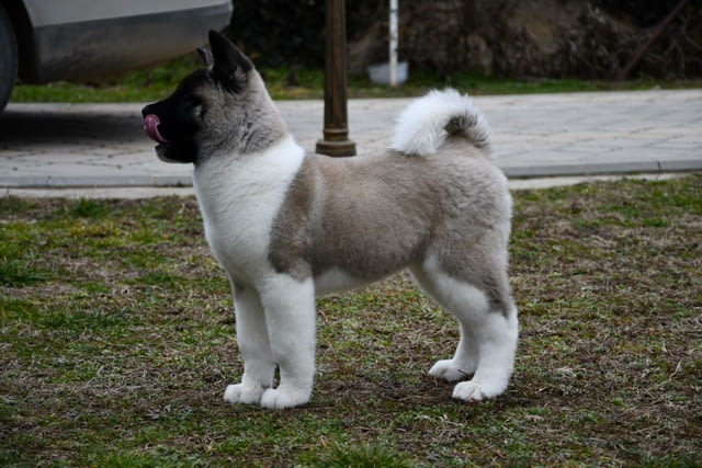 Американска акита кученца Акита, Ваксинирано - Да, Обезпаразитено - Да - град Извън България | Кучета - снимка 8