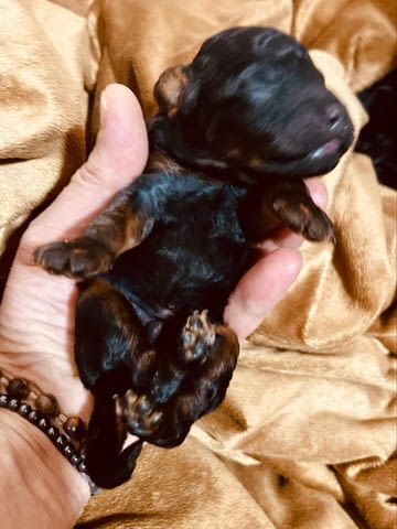 Черен и тен, шоколадов и тен той пудел кученца, град Извън България | Кучета - снимка 1