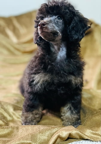 Черен и тен, шоколадов и тен той пудел кученца, град Извън България | Кучета - снимка 2