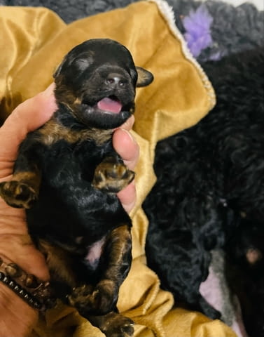 Черен и тен, шоколадов и тен той пудел кученца, град Извън България | Кучета - снимка 4