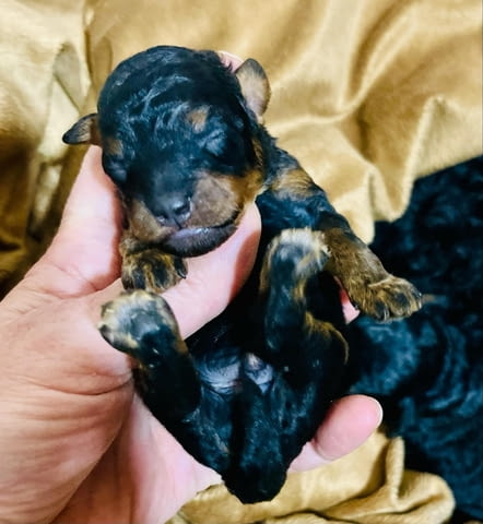 Черен и тен, шоколадов и тен той пудел кученца, град Извън България | Кучета - снимка 5