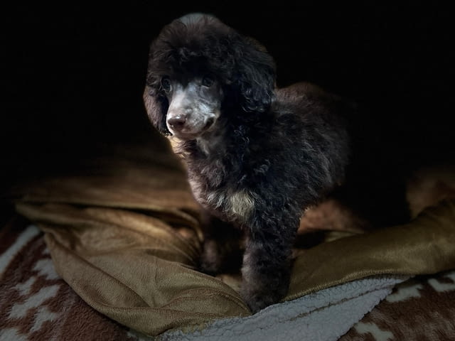 Черен и тен, шоколадов и тен той пудел кученца, град Извън България | Кучета - снимка 6