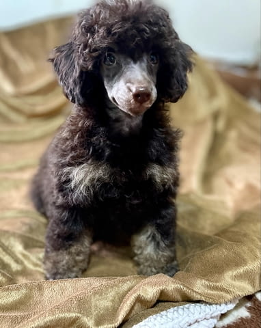 Черен и тен, шоколадов и тен той пудел кученца, град Извън България | Кучета - снимка 7