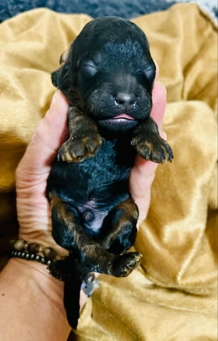 Черен и тен, шоколадов и тен той пудел кученца, град Извън България | Кучета - снимка 8