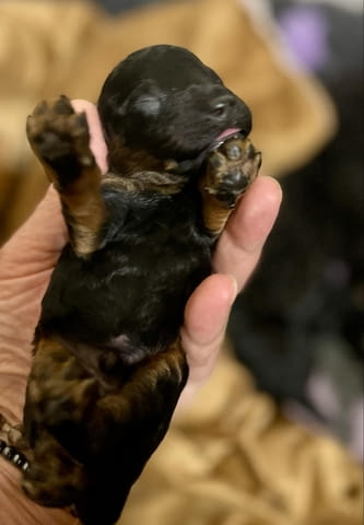 Черен и тен, шоколадов и тен той пудел кученца, град Извън България | Кучета - снимка 9