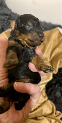Черен и тен, шоколадов и тен той пудел кученца, град Извън България | Кучета - снимка 10