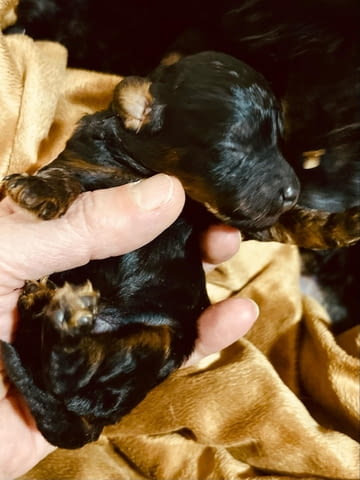 Черен и тен, шоколадов и тен той пудел кученца, град Извън България | Кучета - снимка 11