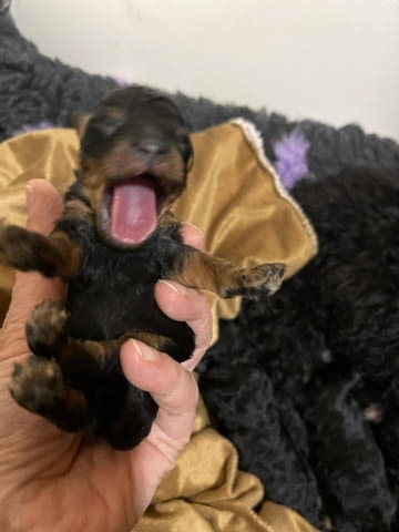 Черен и тен, шоколадов и тен той пудел кученца, град Извън България | Кучета - снимка 12