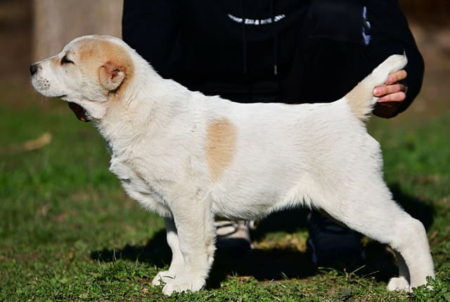 Средноазиатски овчарски кученца Алабай Алабай (Средноазиатска овчарка), Ваксинирано - Да, Обезпаразитено - Да - град Извън България | Кучета - снимка 1