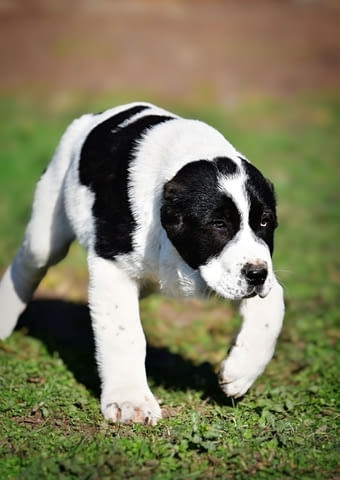 Средноазиатски овчарски кученца Алабай Алабай (Средноазиатска овчарка), Ваксинирано - Да, Обезпаразитено - Да - град Извън България | Кучета - снимка 2