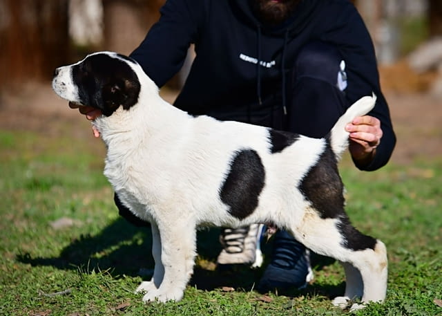 Средноазиатски овчарски кученца Алабай Алабай (Средноазиатска овчарка), Ваксинирано - Да, Обезпаразитено - Да - град Извън България | Кучета - снимка 4