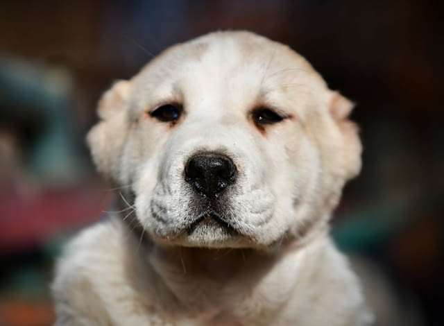 Средноазиатски овчарски кученца Алабай Алабай (Средноазиатска овчарка), Ваксинирано - Да, Обезпаразитено - Да - град Извън България | Кучета - снимка 5