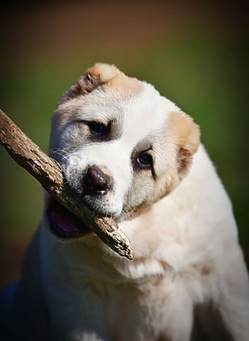 Средноазиатски овчарски кученца Алабай Алабай (Средноазиатска овчарка), Ваксинирано - Да, Обезпаразитено - Да - град Извън България | Кучета - снимка 7