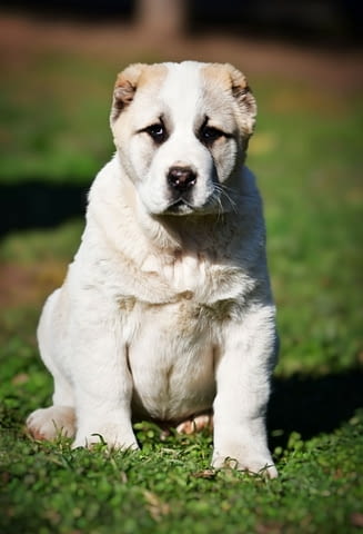 Средноазиатски овчарски кученца Алабай Алабай (Средноазиатска овчарка), Ваксинирано - Да, Обезпаразитено - Да - град Извън България | Кучета - снимка 8