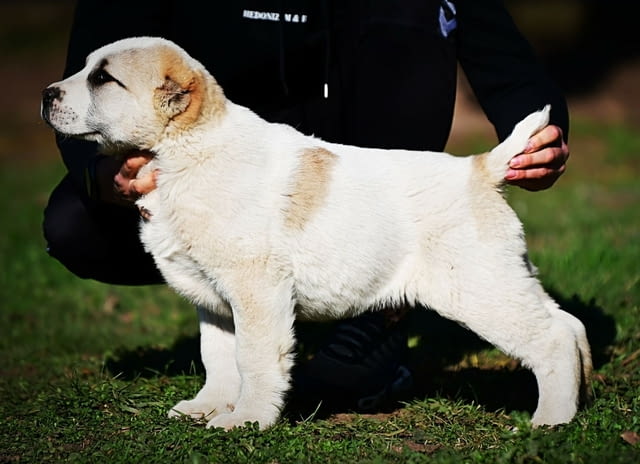 Средноазиатски овчарски кученца Алабай Алабай (Средноазиатска овчарка), Ваксинирано - Да, Обезпаразитено - Да - град Извън България | Кучета - снимка 9