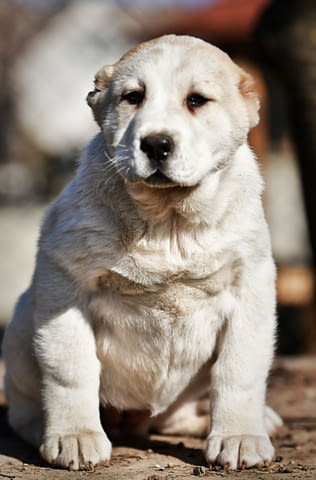 Средноазиатски овчарски кученца Алабай Алабай (Средноазиатска овчарка), Ваксинирано - Да, Обезпаразитено - Да - град Извън България | Кучета - снимка 10