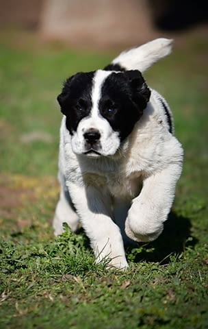 Средноазиатски овчарски кученца Алабай Алабай (Средноазиатска овчарка), Ваксинирано - Да, Обезпаразитено - Да - град Извън България | Кучета - снимка 11