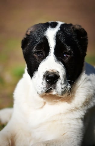 Средноазиатски овчарски кученца Алабай Алабай (Средноазиатска овчарка), Ваксинирано - Да, Обезпаразитено - Да - град Извън България | Кучета - снимка 12