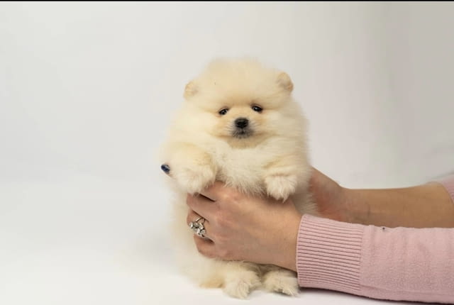 Pomeranian puppies-top litter Померан (Малък английски шпиц), 2 месеца - град Извън България | Кучета - снимка 4