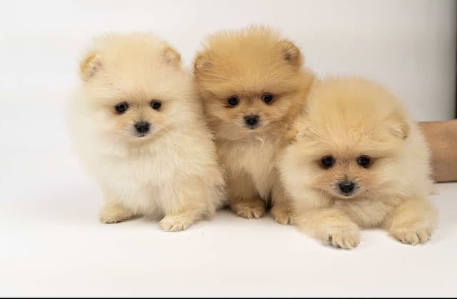 Pomeranian puppies-top litter Померан (Малък английски шпиц), 2 месеца - град Извън България | Кучета - снимка 5