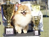 Pomeranian puppies-top litter