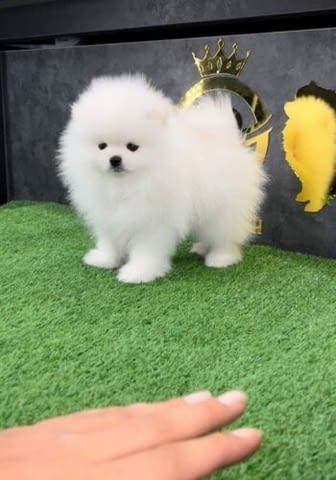 Pomeranian Šteniatka na adopciu Померан (Малък английски шпиц), 3 месеца, Ваксинирано - Да - село Веселина | Кучета - снимка 3