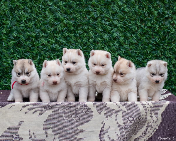 Сибирско хъски кученца Ваксинирано - Да, Обезпаразитено - Да - град Извън България | Кучета - снимка 1