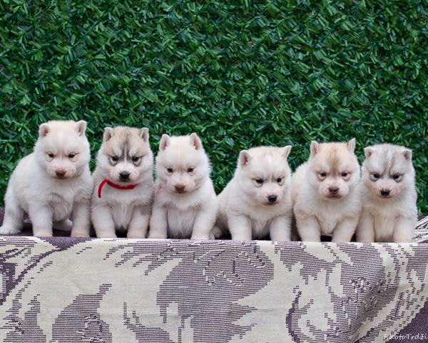 Сибирско хъски кученца Ваксинирано - Да, Обезпаразитено - Да - град Извън България | Кучета - снимка 2