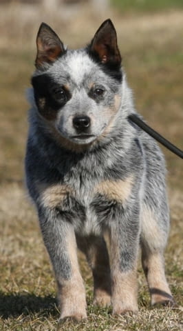 Австралийски кетъл дог кученца Австралийски кетълдог, Ваксинирано - Да, Обезпаразитено - Да - град Извън България | Кучета - снимка 2