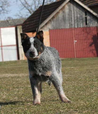 Австралийски кетъл дог кученца Австралийски кетълдог, Ваксинирано - Да, Обезпаразитено - Да - град Извън България | Кучета - снимка 3