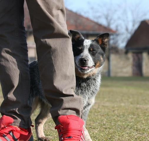 Австралийски кетъл дог кученца Австралийски кетълдог, Ваксинирано - Да, Обезпаразитено - Да - град Извън България | Кучета - снимка 4