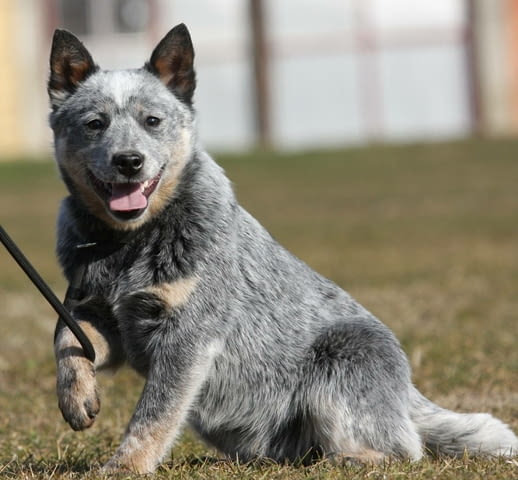 Австралийски кетъл дог кученца Австралийски кетълдог, Ваксинирано - Да, Обезпаразитено - Да - град Извън България | Кучета - снимка 5