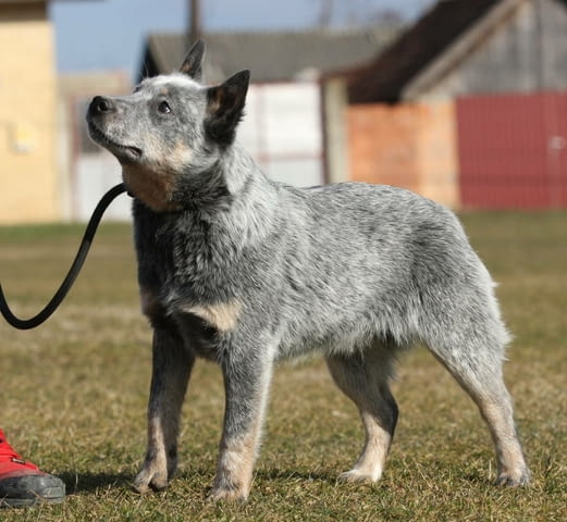 Австралийски кетъл дог кученца Австралийски кетълдог, Ваксинирано - Да, Обезпаразитено - Да - град Извън България | Кучета - снимка 6
