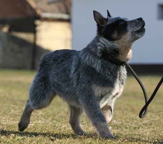 Австралийски кетъл дог кученца Австралийски кетълдог, Ваксинирано - Да, Обезпаразитено - Да - град Извън България | Кучета - снимка 7