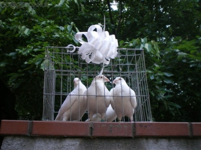Бели гълъби за сватби и абитуриентски балове - град София | Сватби - снимка 1